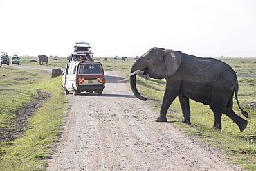 Elephant crossing the road in Amboseli National Park, Kenya, East Africa, Africa
