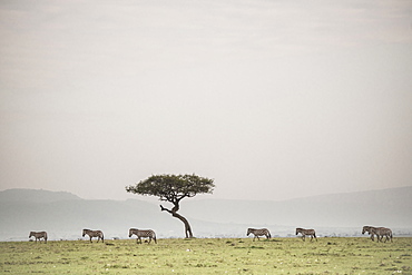 Zebras on the Maasai Mara, Kenya, East Africa, Africa