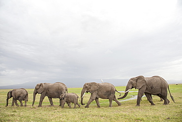 Elephants on the move in Amboseli National Park, Kenya, East Africa, Africa