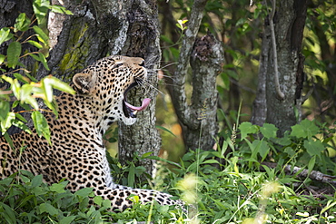 Leopard yawning in profile on the Maasai Mara, Kenya, East Africa, Africa