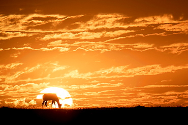 Topi at sunrise, Maasai Mara, Kenya, East Africa, Africa