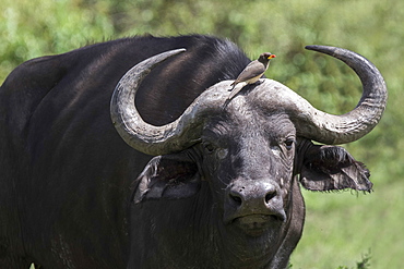 Oxpecker sitting on the forehead of an African Cape Buffalo in the Maasai Mara National Reserve, Kenya, East Africa, Africa