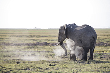 Elephant spraying dust on itself in Amboseli National Park, Kenya, East Africa, Africa