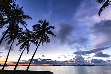 Palm trees by Sittwe harbour before sunrise, with clouds and small moon in the dawn sky, Sittwe, Myanmar (Burma), Asia