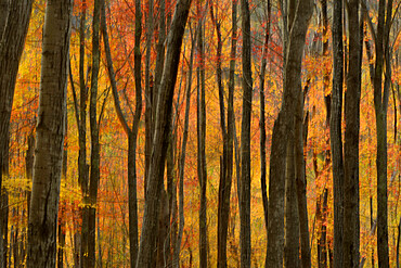 Slow shutter speed shots of aspen and maple trees, Maine, New England, United States of America, North America