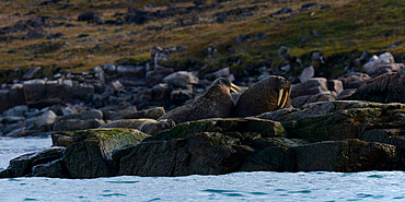 Panorama image of walrus, Nunavut and Northwest Territories, Canada, North America