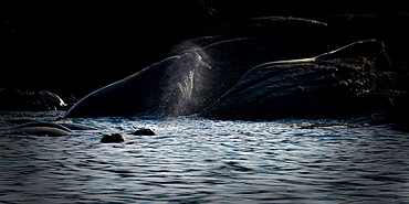 Panorama image of walrus, Nunavut and Northwest Territories, Canada, North America