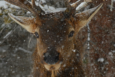 Male Elk in snow, Montana, United States of America, North America