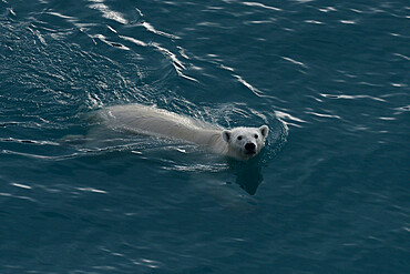 Polar bear swimming, Nunavut and Northwest Territories, Canada, North America