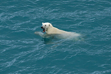 Polar bear swimming, Nunavut and Northwest Territories, Canada, North America