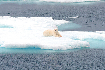 Polar bear with bloodied face on sea ice, Nunavut and Northwest Territories, Canada, North America