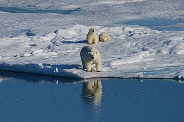 Female polar bear and first year cubs on sea ice, Nunavut and Northwest Territories, Canada, North America