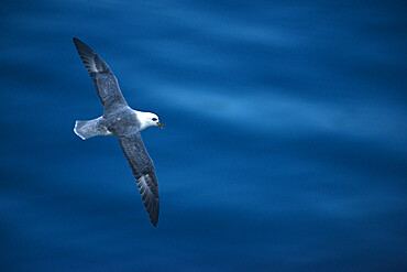 Fulmar flying over the ocean, Nunavut and Northwest Territories, Canada, North America