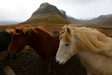 Icelandic horses, Iceland, Polar Regions