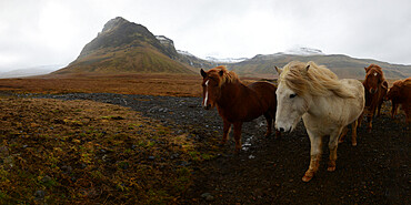 Icelandic horses, Iceland, Polar Regions