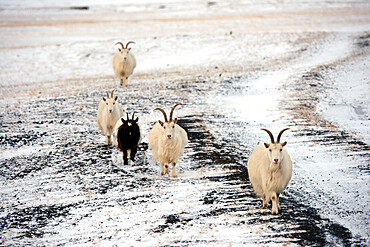 Goats on snowy terrain, Iceland, Polar Regions