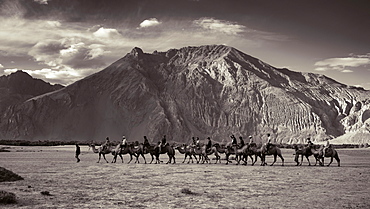 Tourists enjoying camel ride in the Nubra Valley in Ladakh region of India, Ladakh, India, Asia