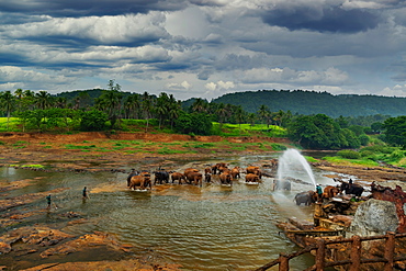 Elephants enjoying the bath at Pinnawala Elephant Orphanage, Colombo, Sri Lanka, Asia