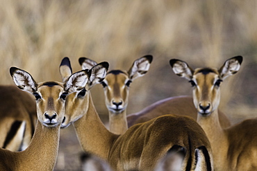 A herd of Impala look curiously at the camera, South Luangwa National Park, Zambia, Africa