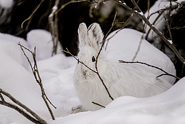 White Snowshoe Hare sitting in its snowy burrow, Denali National Park, Alaska, United States of America, North America