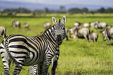 A heard of Zebra (Equus quagga), Amboseli National Park, Kenya, East Africa, Africa