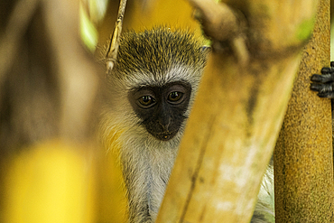 A Tantalus monkey (Chlorocebus tantalus), in a Bamboo forest in Amboseli National Park, Kenya, East Africa, Africa