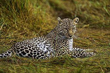 A Leopard (Panthera pardus) in the Maasai Mara National Reserve, Kenya, East Africa, Africa