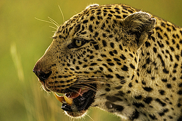 A Leopard (Panthera pardus) in the Maasai Mara National Reserve, Kenya, East Africa, Africa