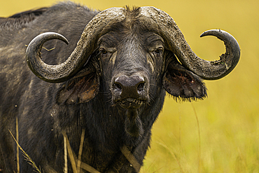 A Buffalo (Syncerus caffer) in the Maasai Mara National Reserve, Kenya, East Africa, Africa