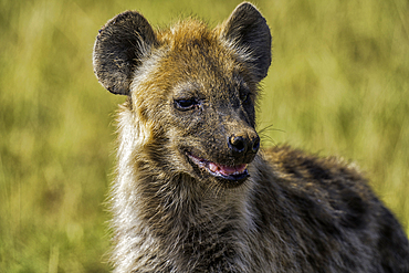 Hyena (Hyaenidae), in Amboseli National Park, Kenya, East Africa, Africa