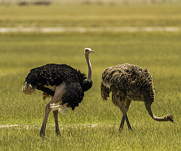 Two Ostriches (Struthio Camelus), in Amboseli National Park, Kenya, East Africa, Africa