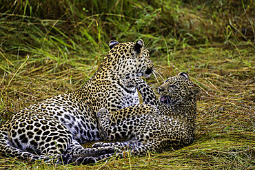 A Leopard (Panthera pardus) and cub in the Maasai Mara National Reserve, Kenya, East Africa, Africa