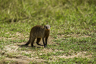 A mongoose (Herpestidae), in the Maasai Mara National Reserve, Kenya, East Africa, Africa