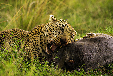 A Leopard (Panthera pardus) eating a warthog in the Maasai Mara National Reserve, Kenya, East Africa, Africa