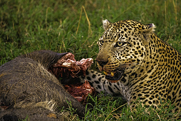 A Leopard (Panthera pardus) eating a warthog in the Maasai Mara National Reserve, Kenya, East Africa, Africa