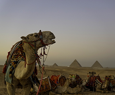 The Pyramids of Giza, UNESCO World Heritage Site, with camel, Cairo, Egypt, North Africa, Africa