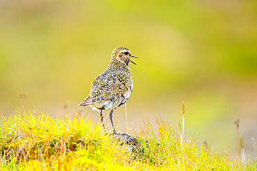 A European Golden Plover (Pluvialis apricaria), Northern Peninsula, Iceland, Polar Regions