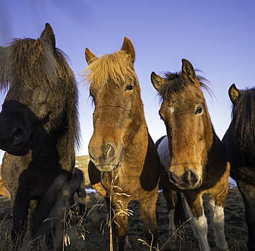 Group of horses posing for a portrait in a field, Iceland, Polar Regions