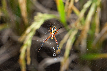 A grass spider (Argiope catenulata) in its web, West Java, Indonesia, Southeast Asia, Asia