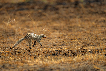 A running Mongoose (Herpestidae) in the Maasai Mara, Kenya, East Africa, Africa