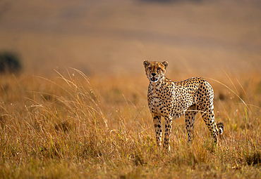 A male Cheetah (Acinonyx jubatus) in the Maasai Mara, Kenya, East Africa, Africa