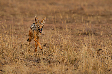 A running Black-backed Jackal (Canis mesomelas) in the Maasai Mara, Kenya, East Africa, Africa