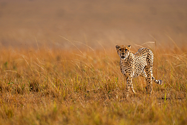 A male Cheetah (Acinonyx jubatus) in the Maasai Mara, Kenya, East Africa, Africa