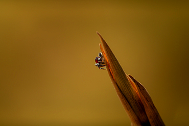 A peacock spider (Maratus speculifer) on a twig in the Maasai Mara, Kenya, East Africa, Africa