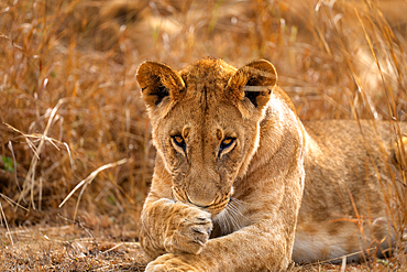 Adult Lion (Panthera leo) in the Maasai Mara, Kenya, East Africa, Africa