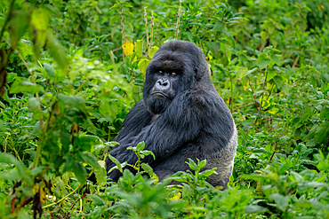 A Silverback mountain gorilla, a member of the Agasha family in the mountains of Volcanos National Park, Rwanda, Africa