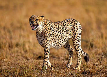 A male Cheetah (Acinonyx jubatus) in the Maasai Mara, Kenya, East Africa, Africa