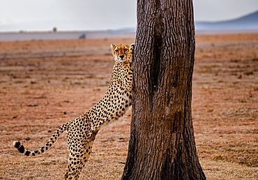 A male Cheetah (Acinonyx jubatus) stretching on a tree in the Maasai Mara, Kenya, East Africa, Africa