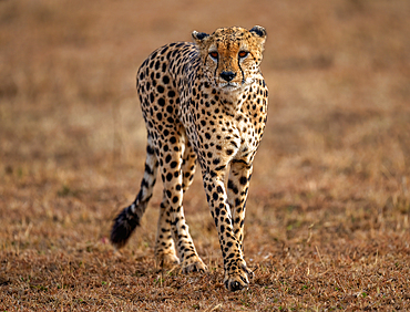 A male Cheetah (Acinonyx jubatus) in the Maasai Mara, Kenya, East Africa, Africa