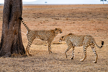 A male Cheetah (Acinonyx jubatus) spraying a tree to leave his scent in the Maasai Mara, Kenya, East Africa, Africa